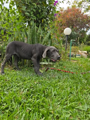 3-6 months Female Purebred Great Dane