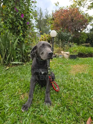 3-6 months Female Purebred Great Dane