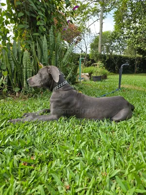 3-6 months Male Purebred Great Dane