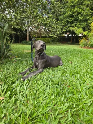 3-6 months Male Purebred Great Dane