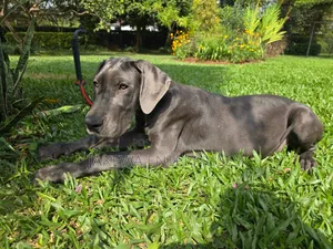 3-6 months Male Purebred Great Dane