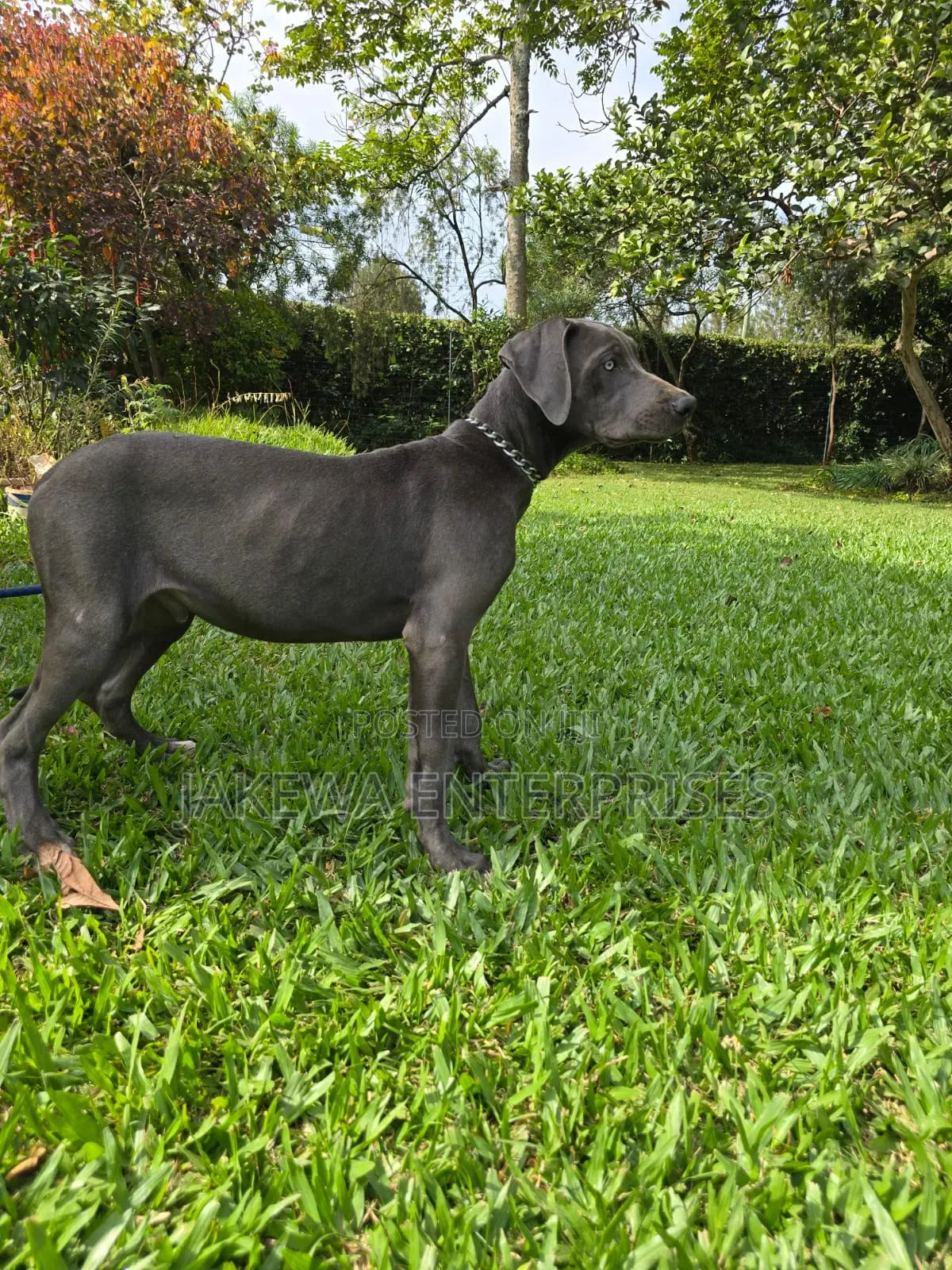 3-6 months Male Purebred Great Dane