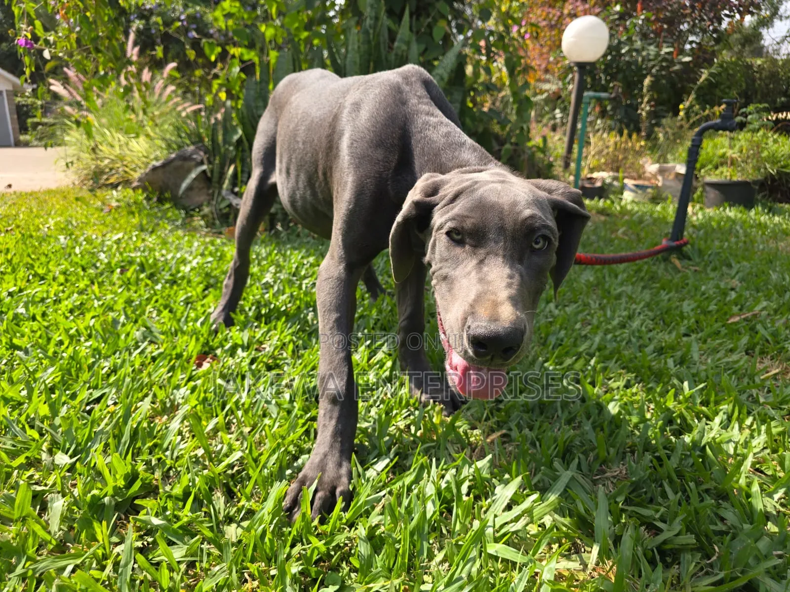 3-6 months Female Purebred Great Dane