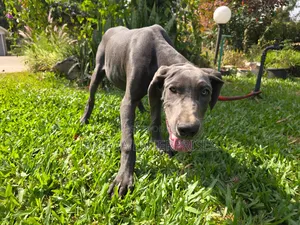 3-6 months Female Purebred Great Dane