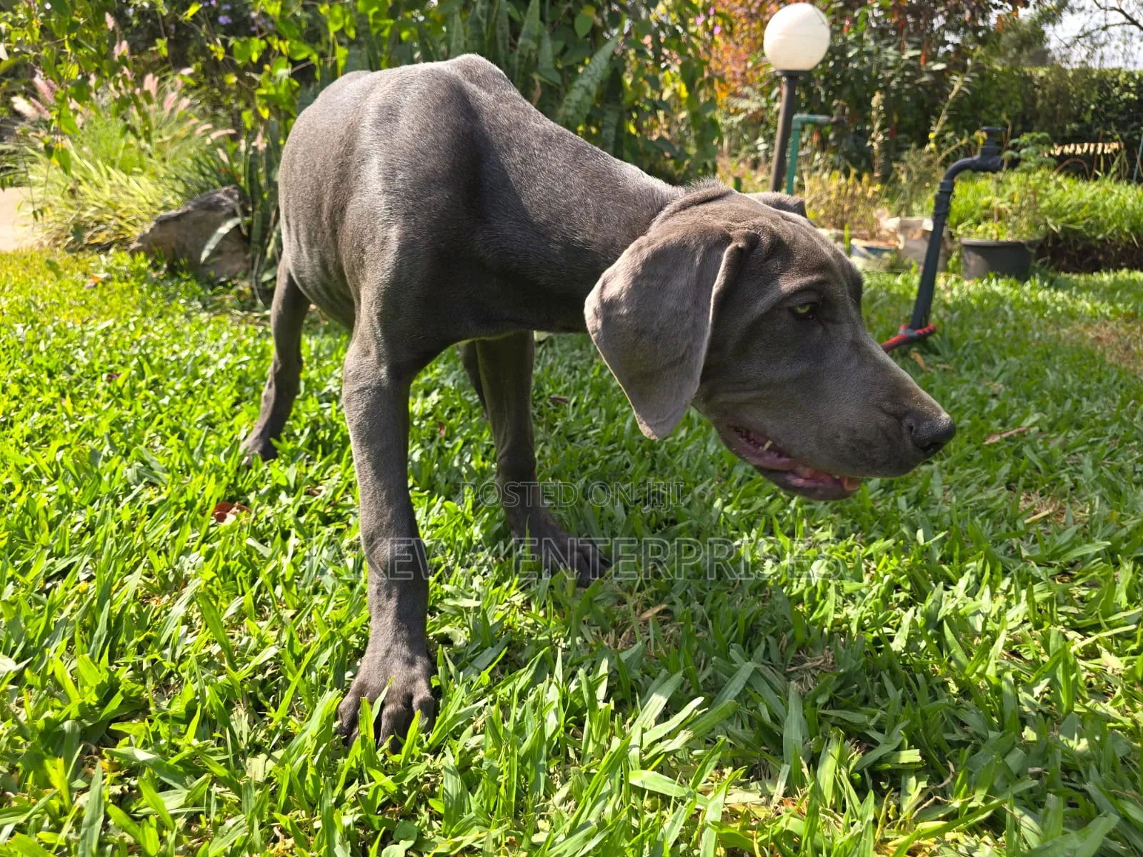 3-6 months Female Purebred Great Dane