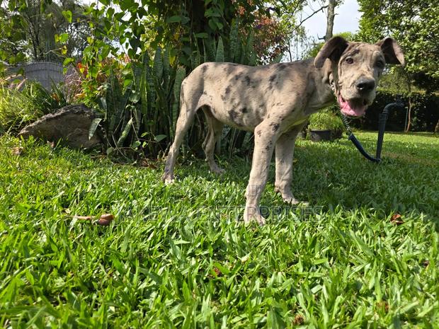 3-6 months Male Purebred Great Dane