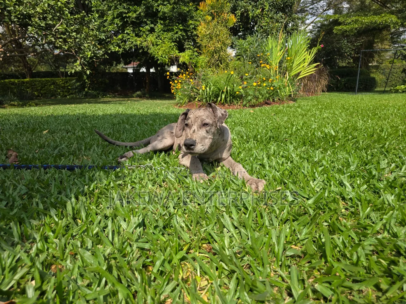 1-3 months Male Purebred Great Dane