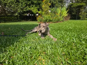 1-3 months Male Purebred Great Dane