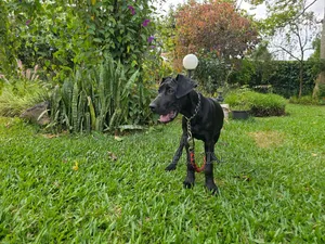 3-6 months Male Purebred Great Dane