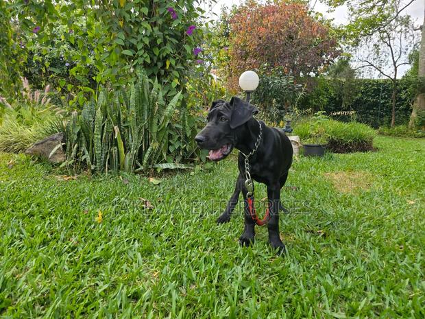 3-6 months Male Purebred Great Dane