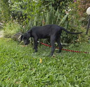 3-6 months Male Purebred Great Dane