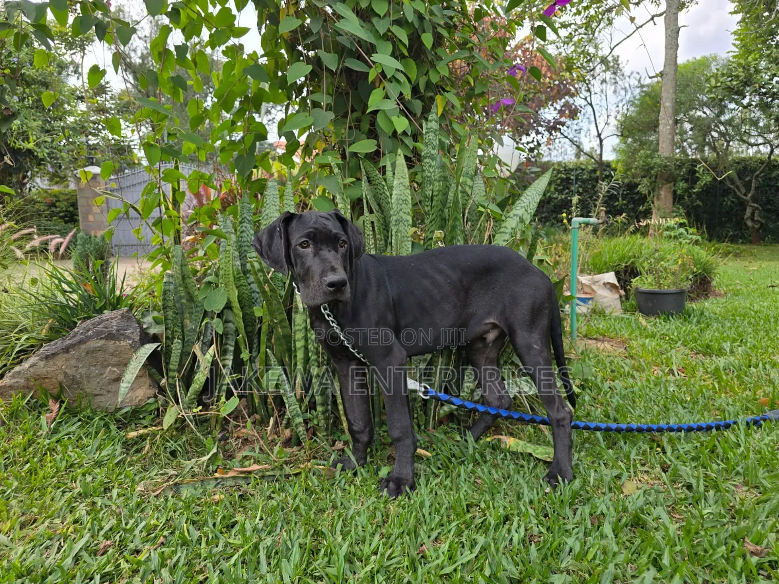3-6 months Female Purebred Great Dane