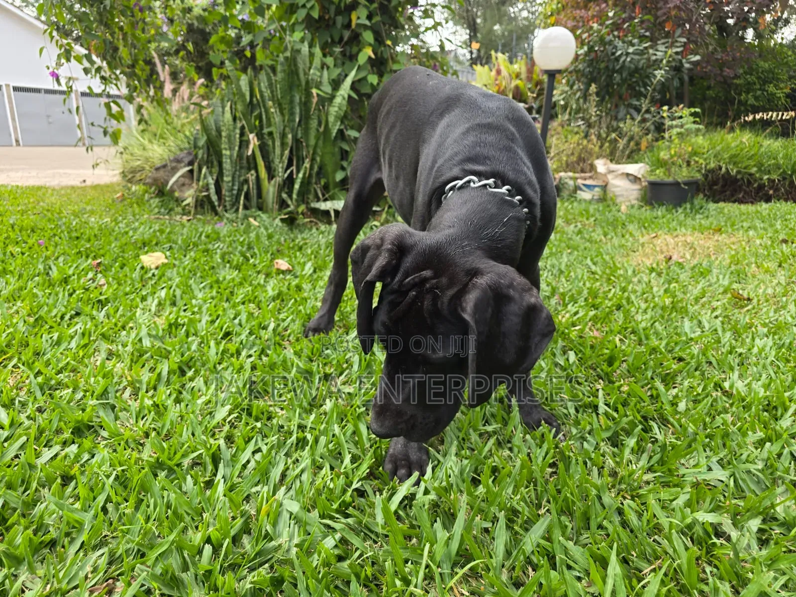 3-6 months Male Purebred Great Dane