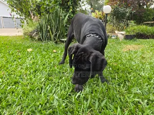 3-6 months Male Purebred Great Dane