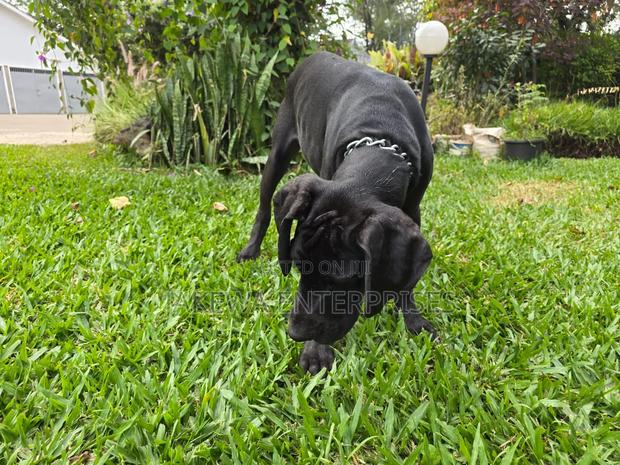 3-6 months Male Purebred Great Dane