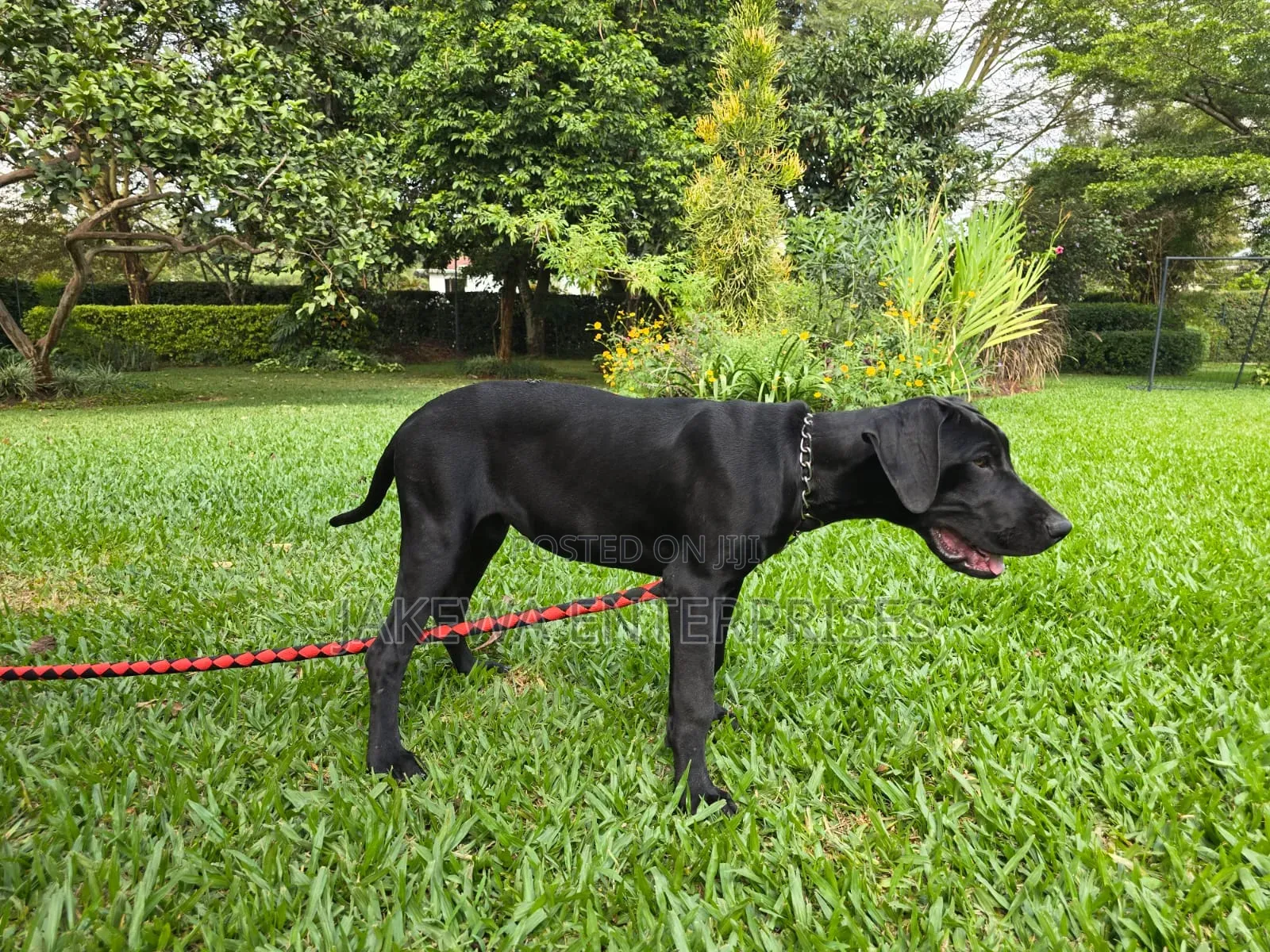 3-6 months Male Purebred Great Dane