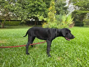 3-6 months Male Purebred Great Dane