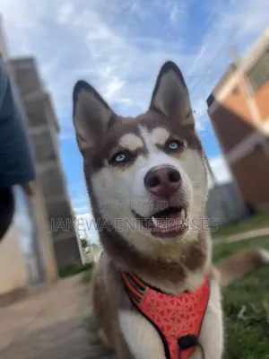 1+ year Female Purebred Siberian Husky
