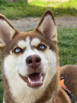 1+ year Female Purebred Siberian Husky