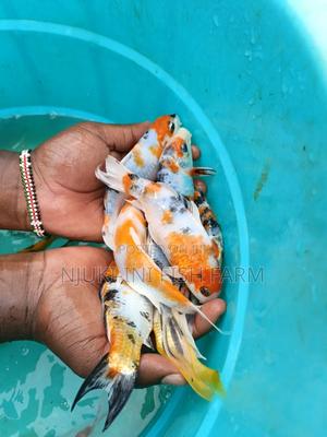 Ornamental Fish - main view