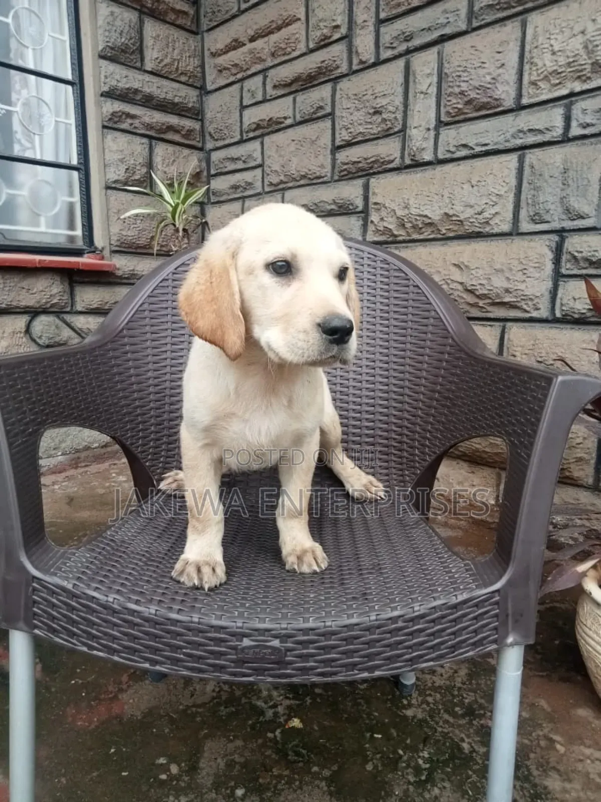 1-3 months Male Purebred Labrador Retriever