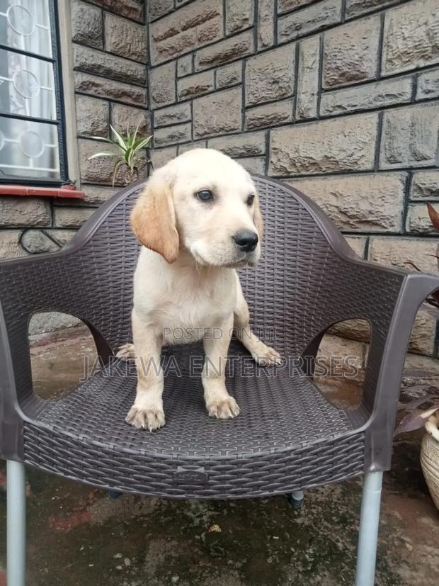 1-3 months Male Purebred Labrador Retriever - main view