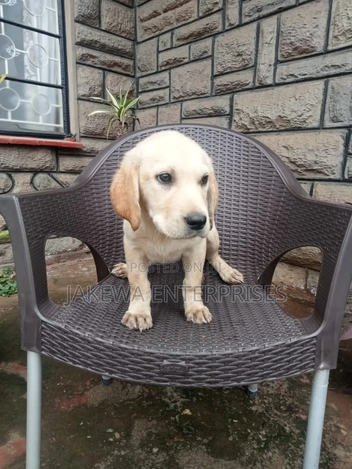 1-3 months Male Purebred Labrador Retriever