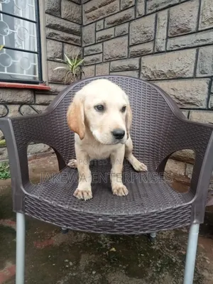 1-3 months Male Purebred Labrador Retriever