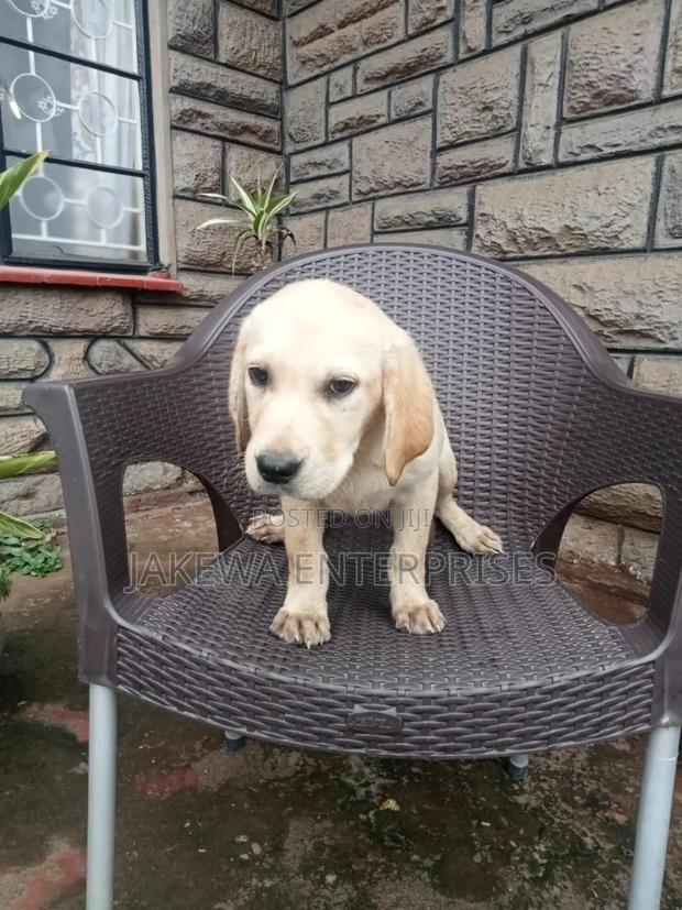 1-3 months Male Purebred Labrador Retriever - thumbnail 3