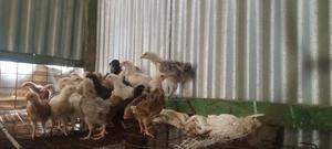 3 Weeks Old Chicks - thumbnail 2