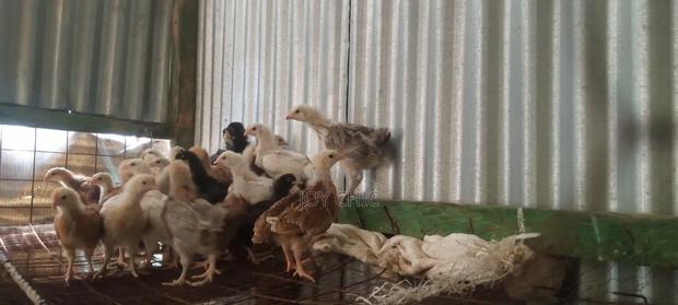 3 Weeks Old Chicks - main view