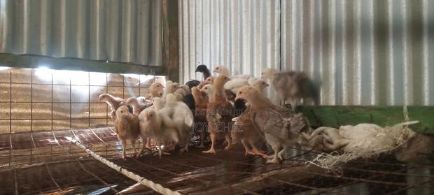 3 Weeks Old Chicks - thumbnail 3