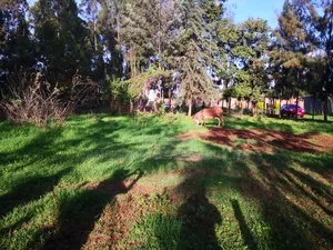 50x100 Plot in Kikuyu Town