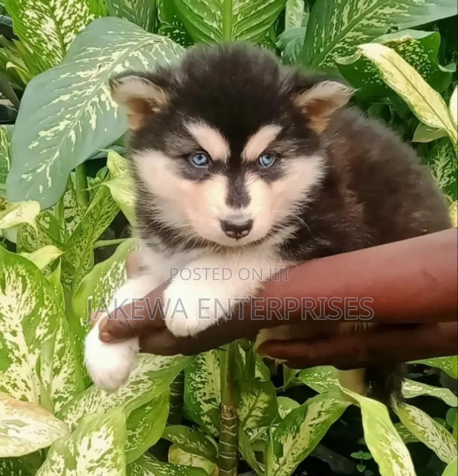 1-3 months Male Purebred Siberian Husky