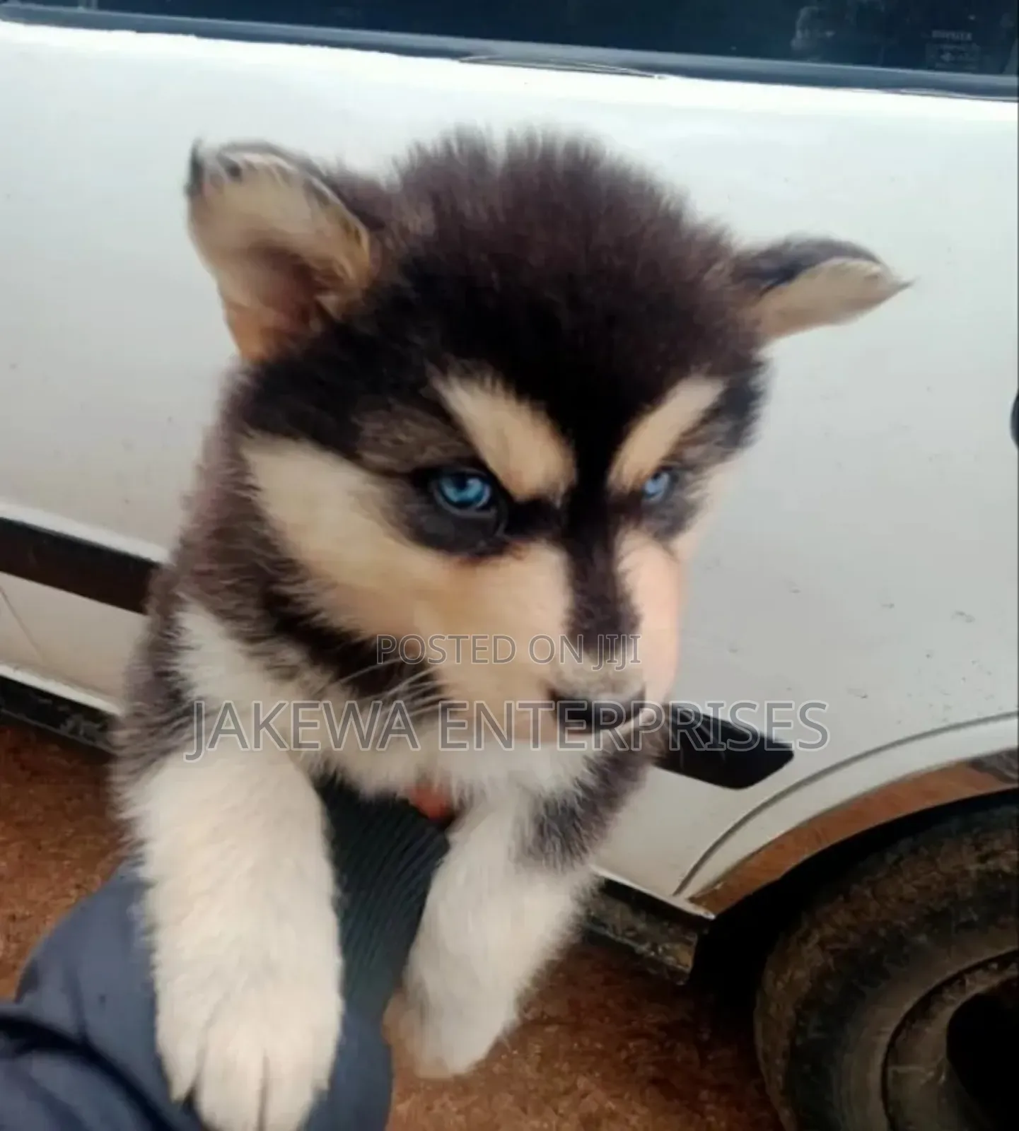 1-3 months Female Purebred Siberian Husky