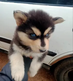 1-3 months Female Purebred Siberian Husky