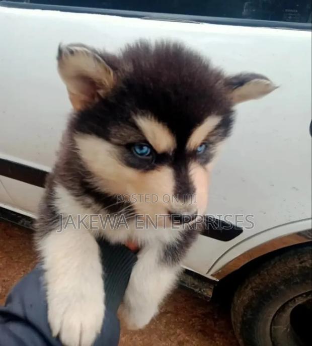 1-3 months Female Purebred Siberian Husky