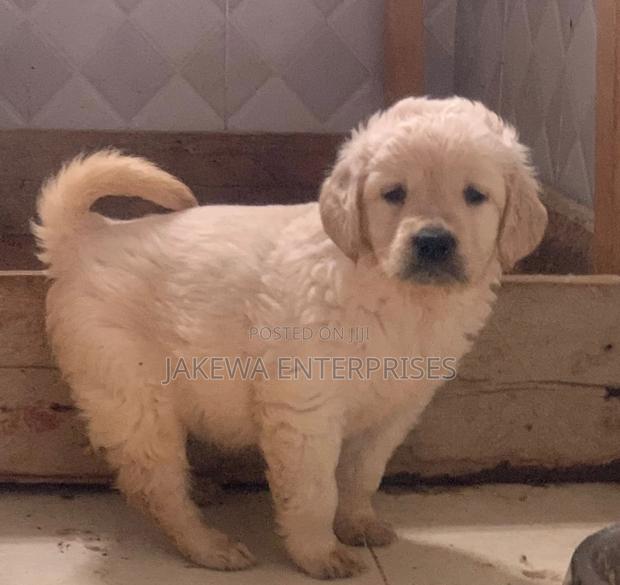 1-3 months Male Purebred Golden Retriever