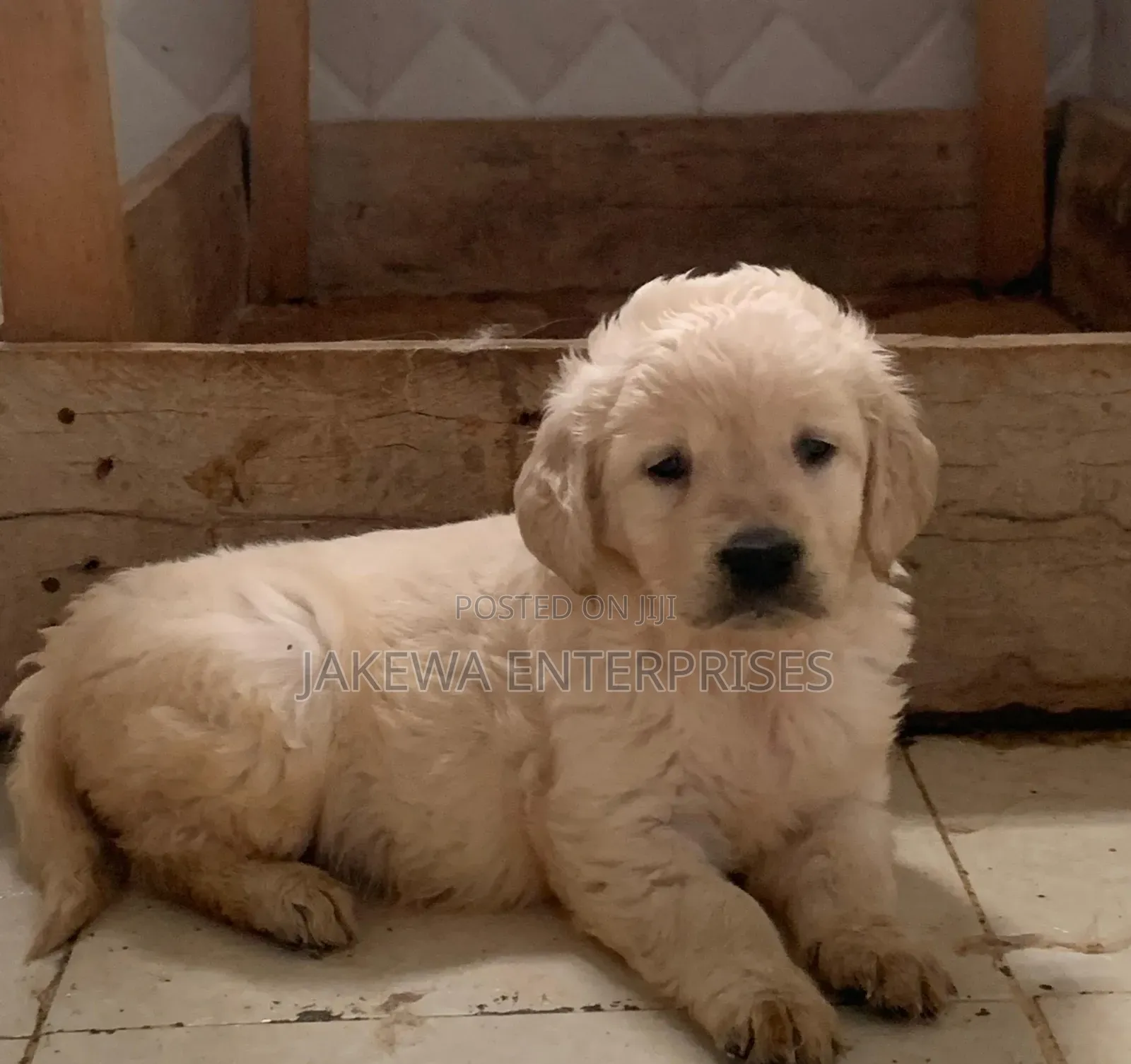 1-3 months Female Purebred Golden Retriever
