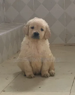 1-3 months Male Purebred Golden Retriever