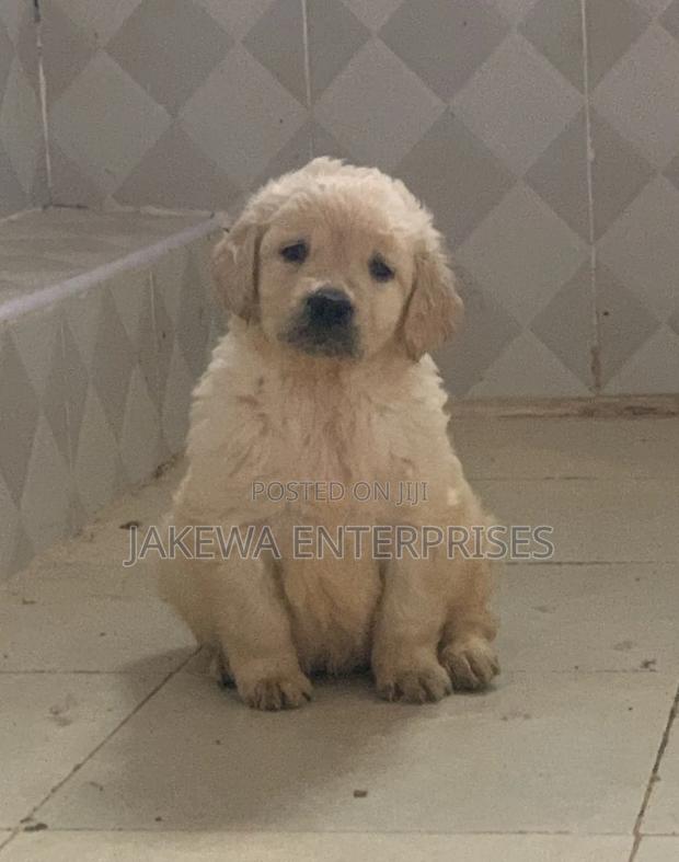 1-3 months Male Purebred Golden Retriever