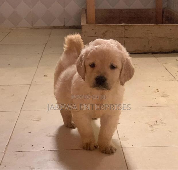 1-3 months Male Purebred Golden Retriever