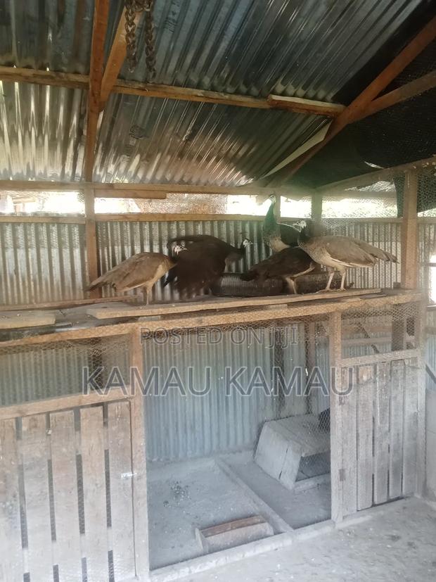 Mature Peacocks Ready to Hatch - main view