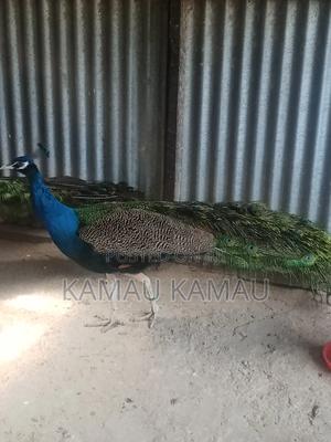 Mature Peacocks Ready to Hatch - thumbnail 2