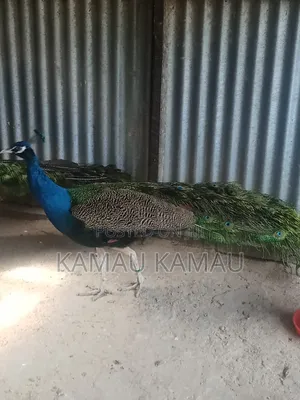 Mature Peacocks Ready to Hatch