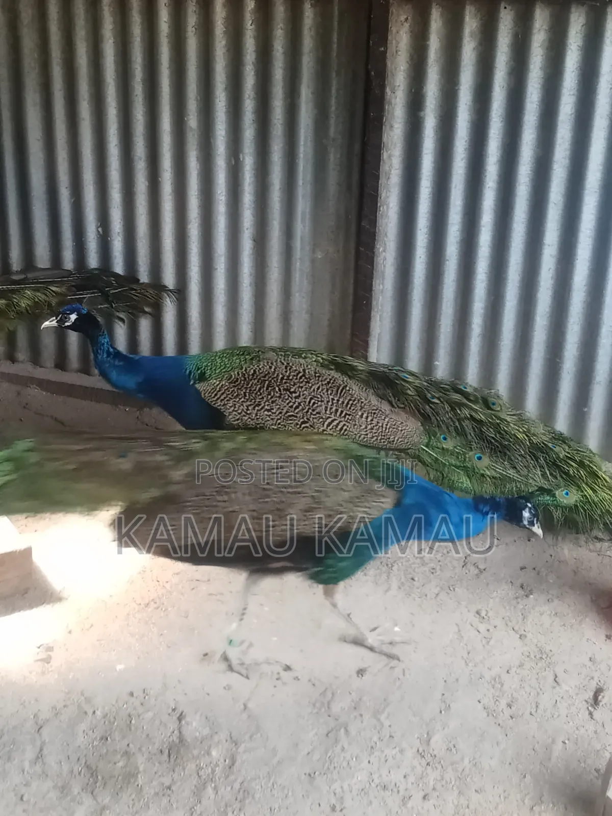 Mature Peacocks Ready to Hatch
