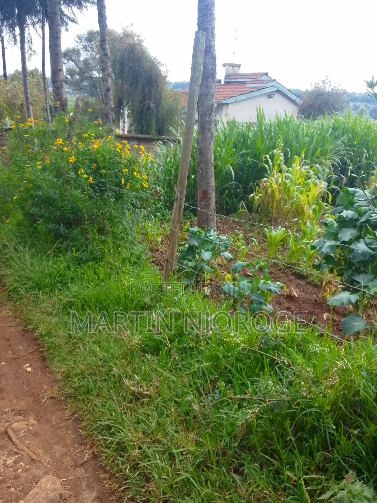 50 by 100 Tiekunu, Limuru