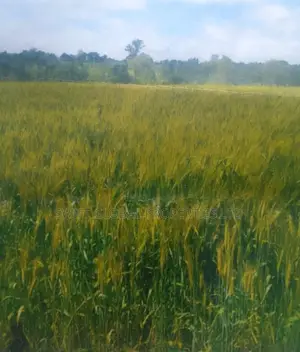 1000 Acres With Permanent Water Are Available Lease in Narok