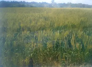 1000 Acres With Permanent Water Are Available Lease in Narok
