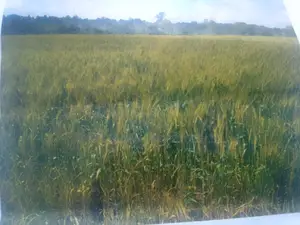 2000 Acres of Irrigated Land in Narok Is Available for Lease